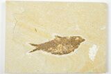 4" Detailed Fossil Fish (Knightia) - Wyoming - #201580-1